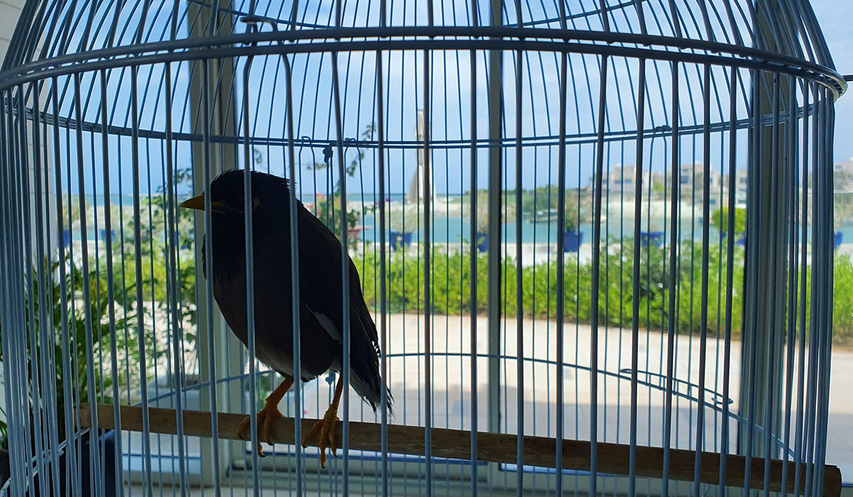 Evacuated Afghan girl's pet bird finds sanctuary with French envoy